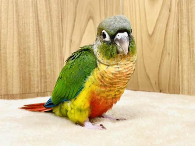 ワキコガネウロコインコ