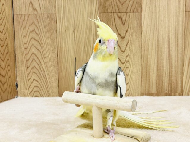 オカメインコ