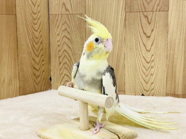 オカメインコ