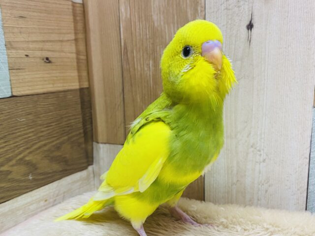 最新画像有ります‼️パンパカパーーンっと元気いっぱい🌟セキセイインコのパイド‼️