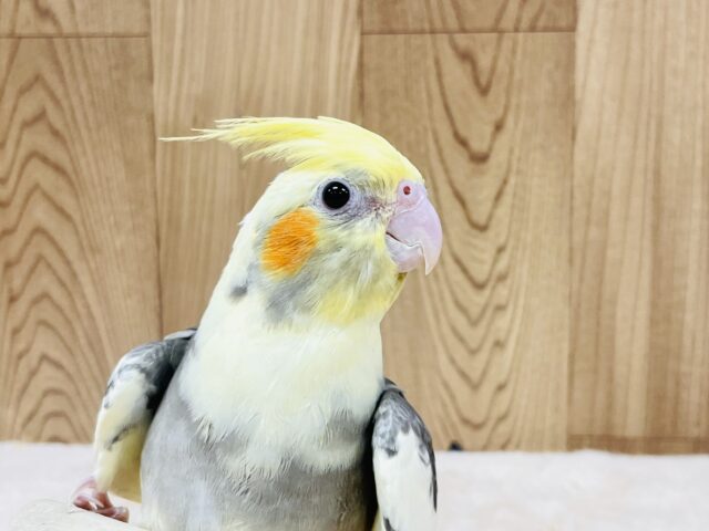 オカメインコ