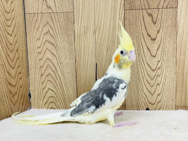 オカメインコ