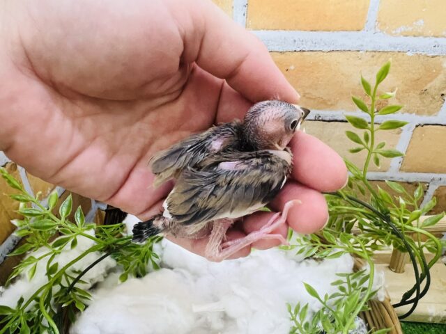 桜文鳥
