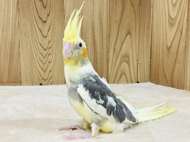 オカメインコ