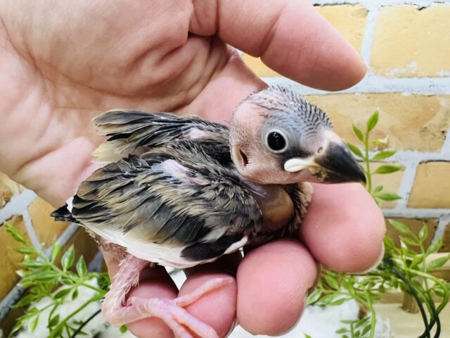 桜文鳥