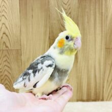 グレーの腹巻きがオシャレ🩶オカメインコ（パイド）