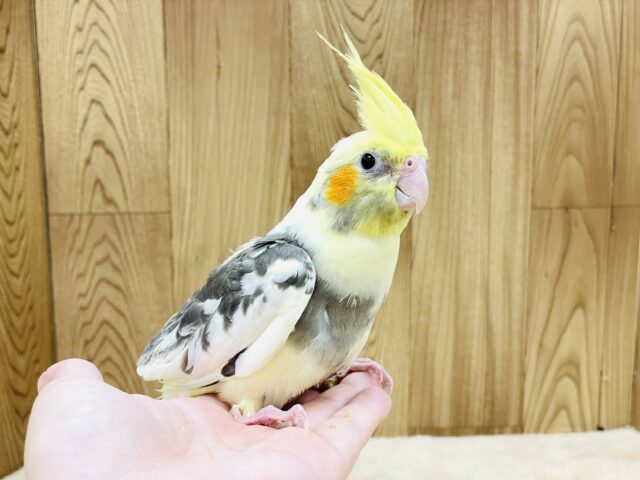 グレーの腹巻きがオシャレ🩶オカメインコ（パイド）