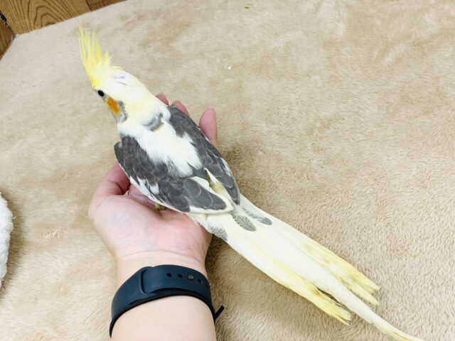 オカメインコ