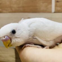最新画像有ります😊うっすらブルーがチャームポイント⭐️美白なセキセイインコのダブルファクター❣️