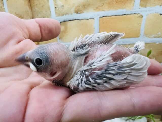 シルバー文鳥