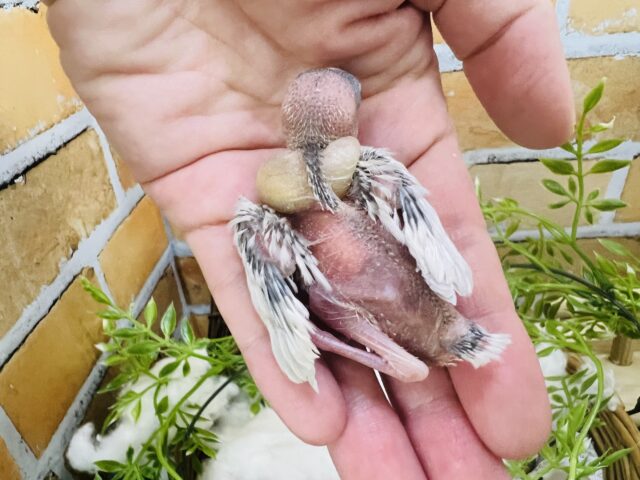 シルバー文鳥