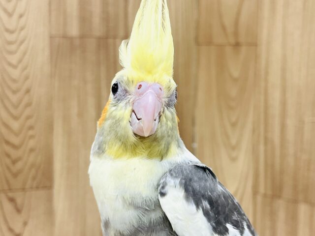 オカメインコ