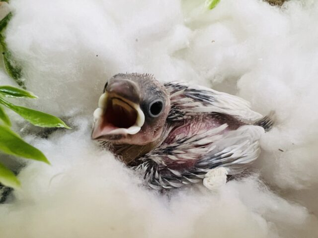 シルバー文鳥