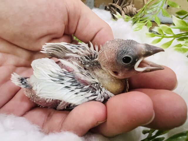 シルバー文鳥