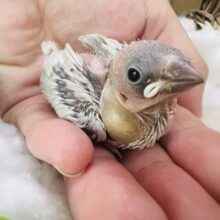 ちんちくりん🎶全部見えちゃう♡シルバー文鳥の雛！