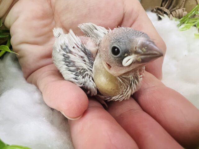 ちんちくりん🎶全部見えちゃう♡シルバー文鳥の雛！