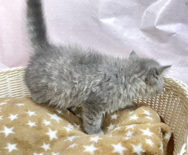 エキゾチック
