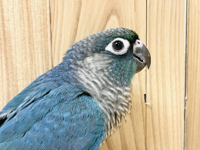 ホオミドリウロコインコ