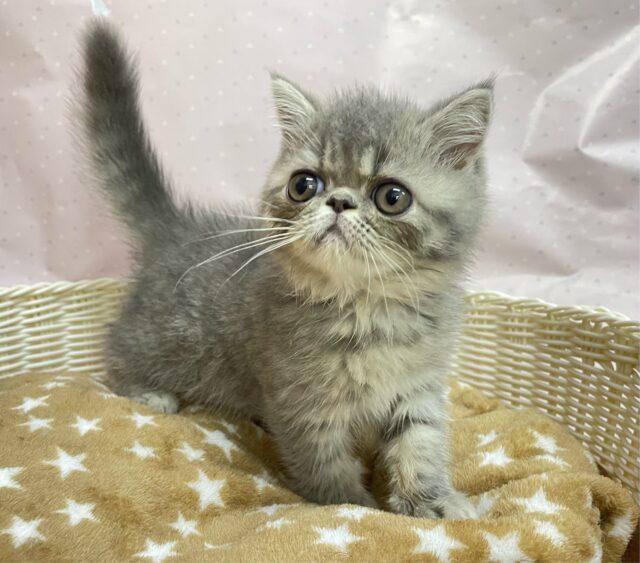 エキゾチック
