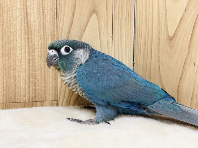 ホオミドリウロコインコ