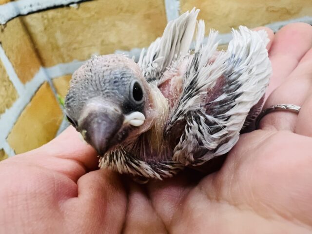 シルバー文鳥