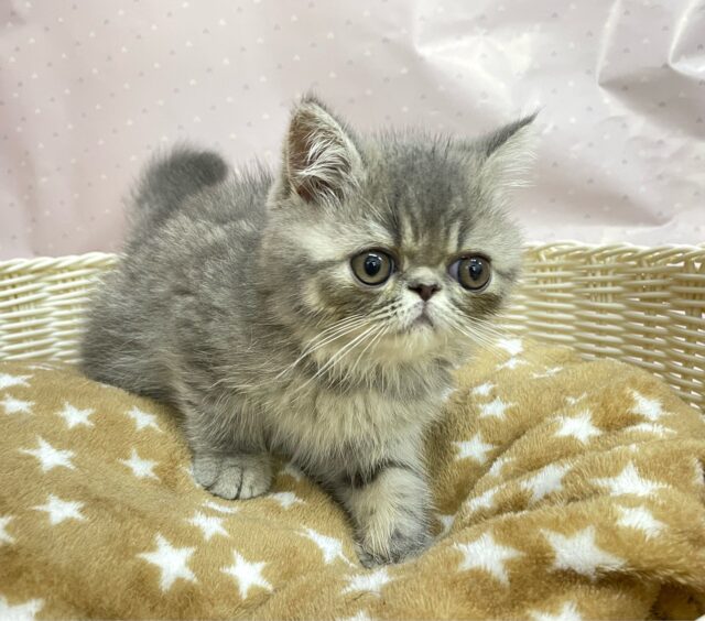 エキゾチック