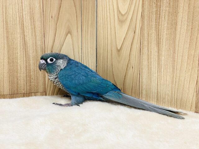 ホオミドリウロコインコ