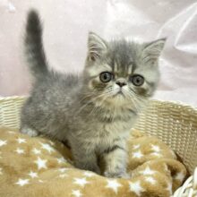 🚨かわいい警報発動🚨エキゾチックショートヘア(ブルータビー)💙男の子💙2025年3月29日生まれ