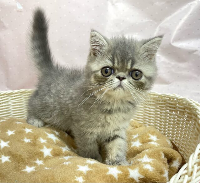 エキゾチック