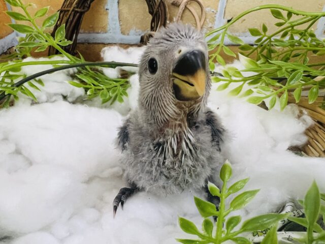 コザクラインコ（小桜インコ）