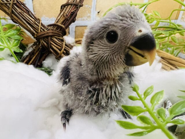 コザクラインコ（小桜インコ）