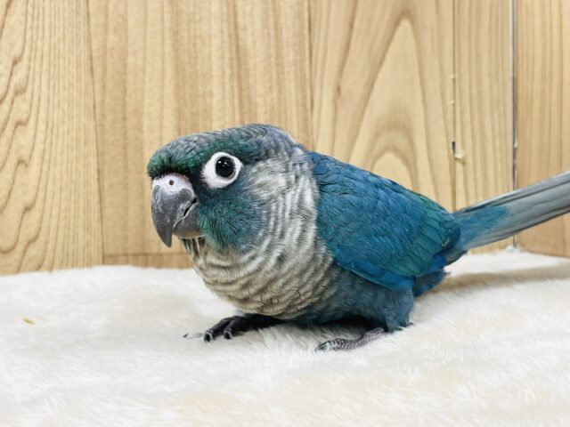 ホオミドリウロコインコ