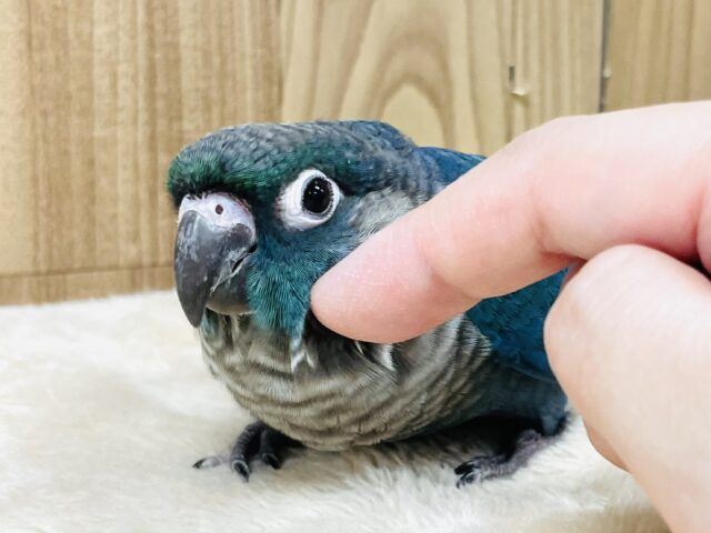 ホオミドリウロコインコ