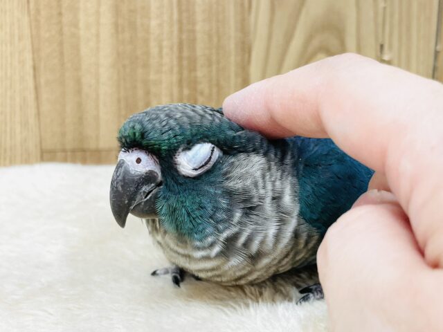 ホオミドリウロコインコ
