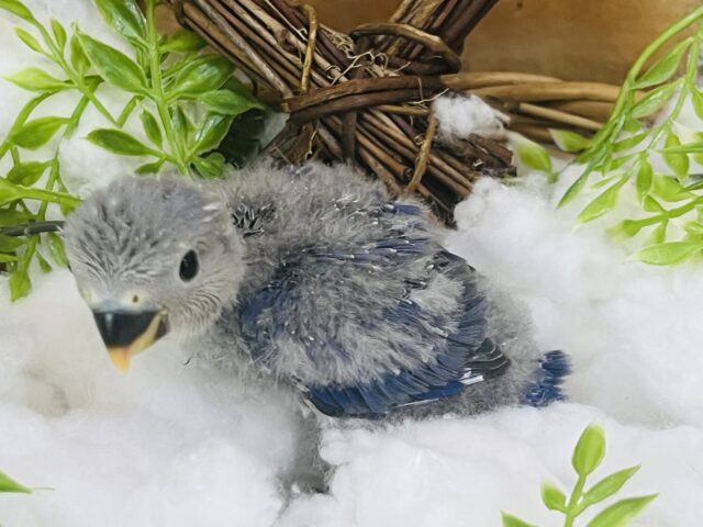 コザクラインコ（小桜インコ）
