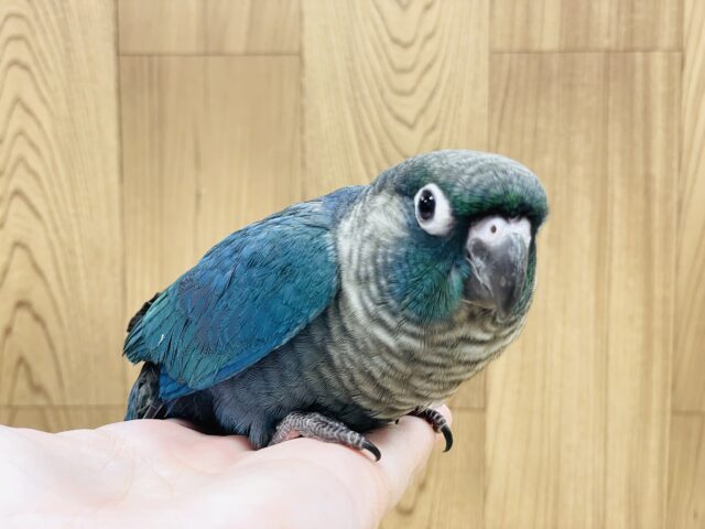 ホオミドリウロコインコ