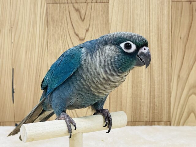 ホオミドリウロコインコ