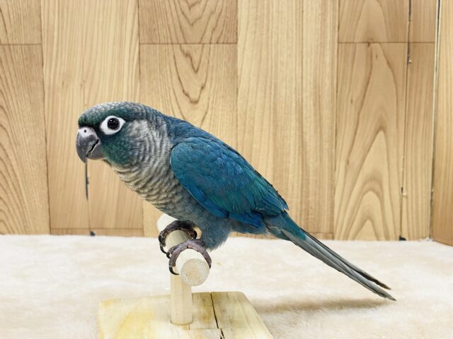 ホオミドリウロコインコ