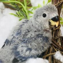 ぺんぺん⁈ペンギンの雛みたい♡バイオレットカラーがカッコいい！小桜インコ入舎です！