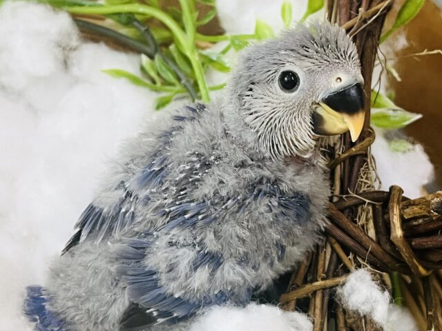 ぺんぺん⁈ペンギンの雛みたい♡バイオレットカラーがカッコいい！小桜インコ入舎です！