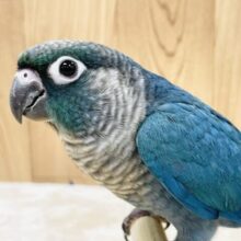 神秘的な青い羽が美しい💙ウロコインコ（ブルー）