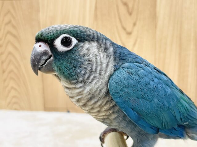 神秘的な青い羽が美しい💙ウロコインコ（ブルー）