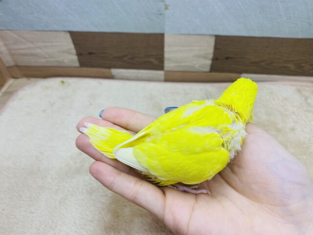 セキセイインコ