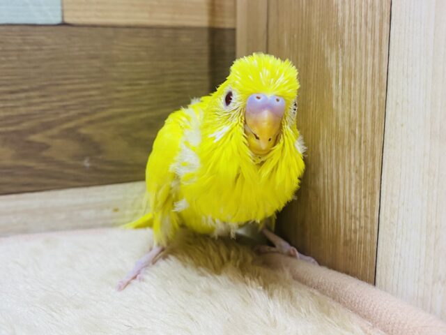 セキセイインコ