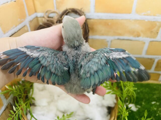 コザクラインコ（小桜インコ）