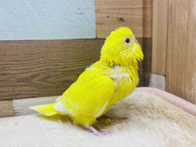 セキセイインコ