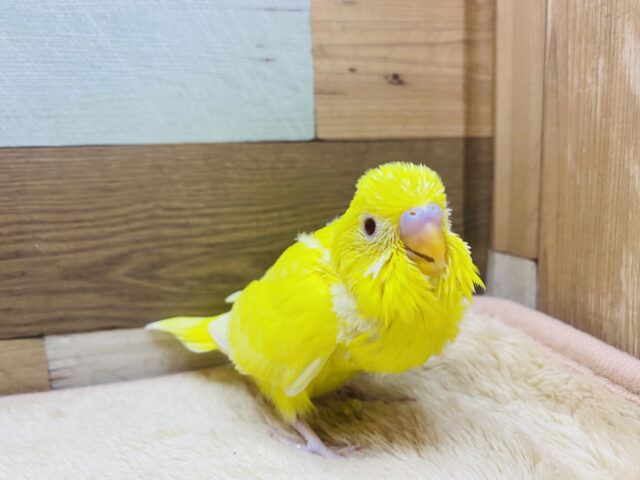 セキセイインコ