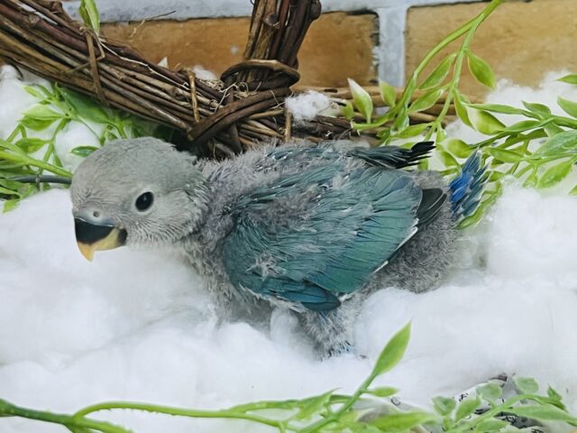 コザクラインコ（小桜インコ）