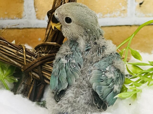 コザクラインコ（小桜インコ）