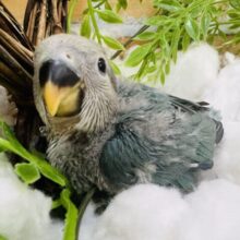 綺麗な海のようなシーグリーン♡小桜インコ入舎です〜🎶